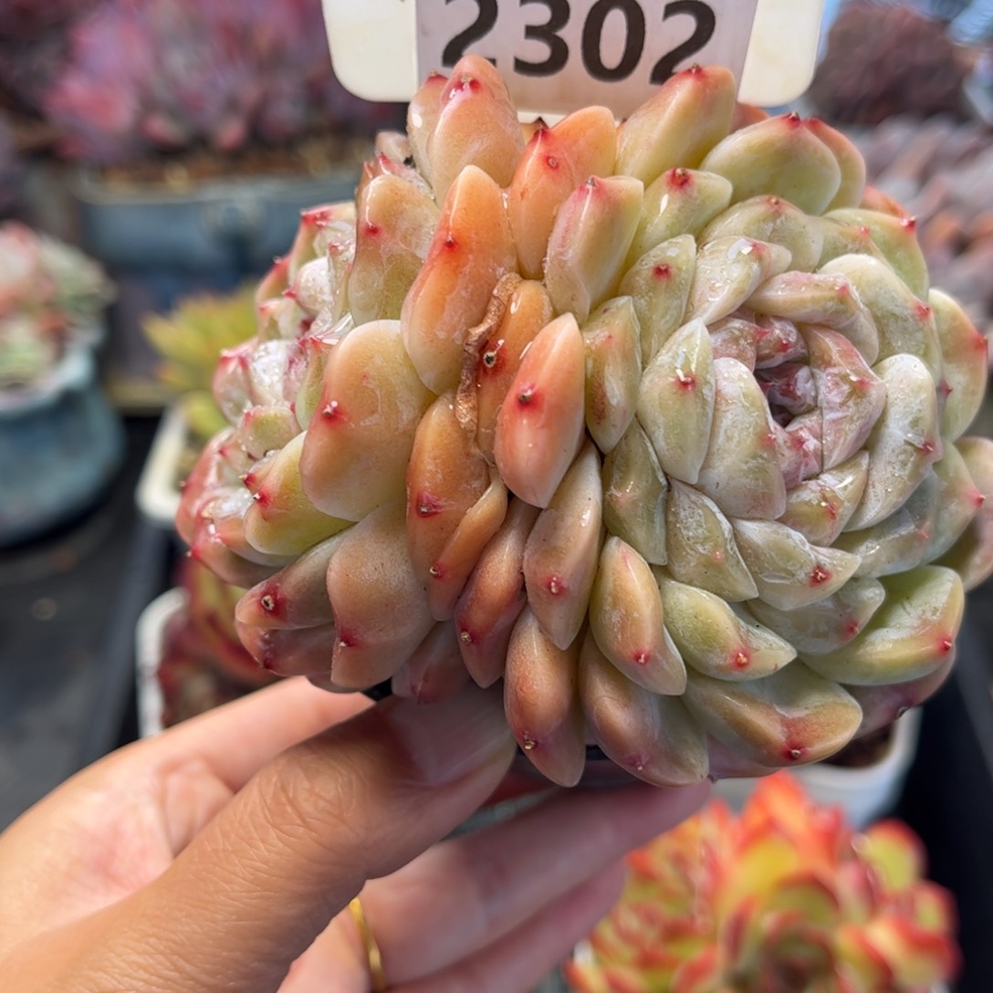 2302 满30包邮天冷地区必拍保温箱