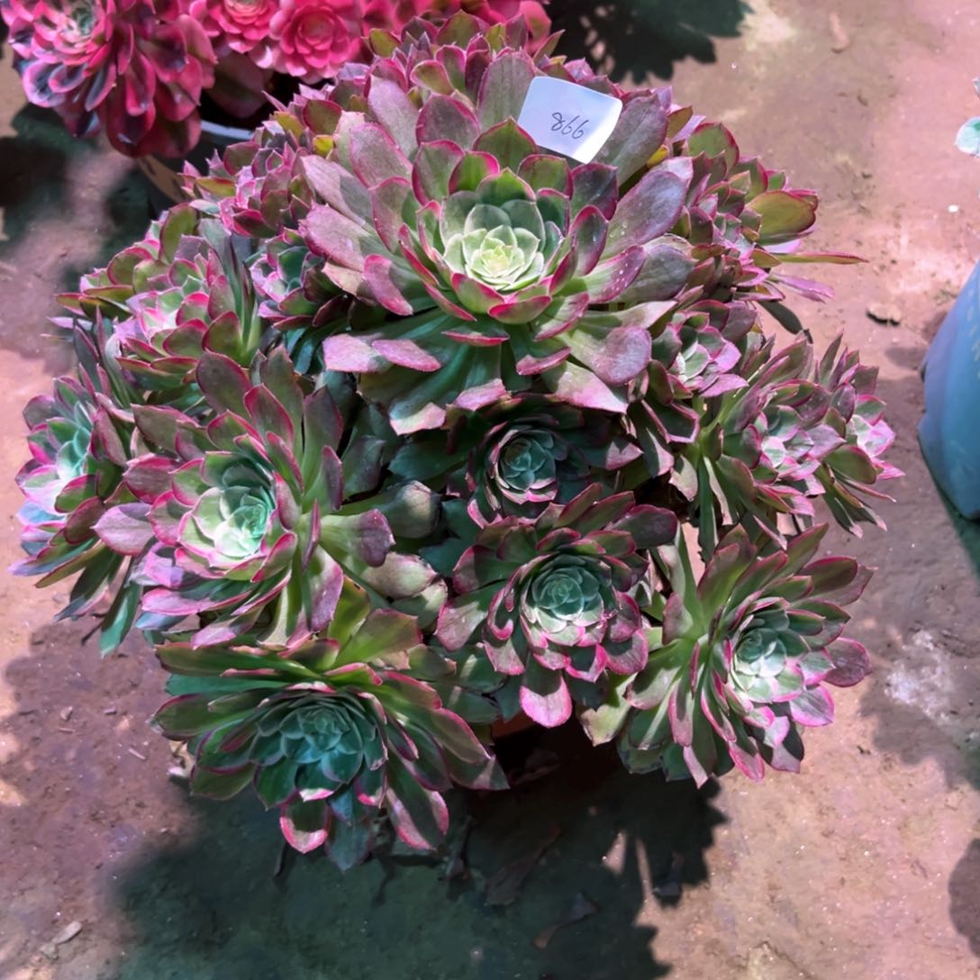 多肉植物莲花866