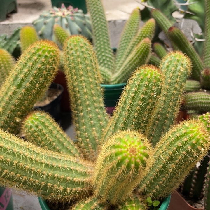 超大群紫水晶金妞1