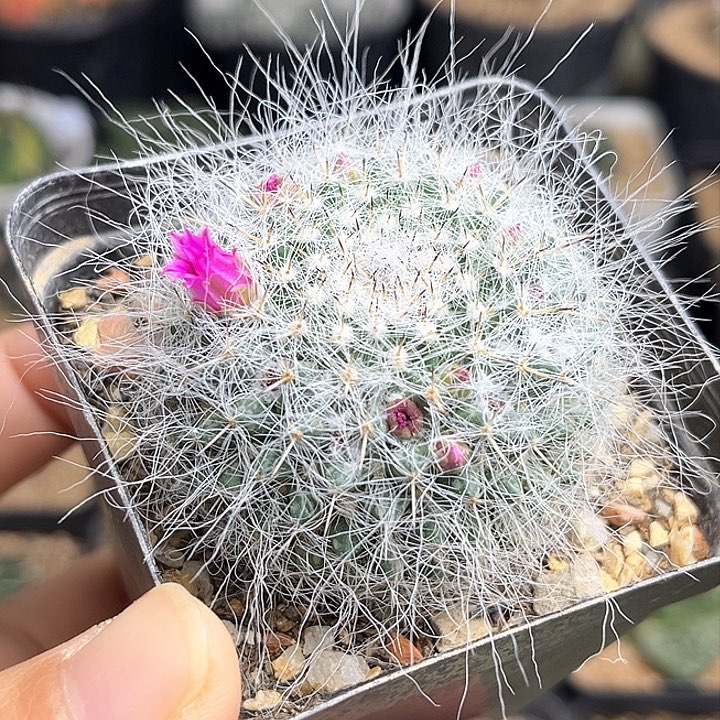 雪猿玉翁实生球4.5公分