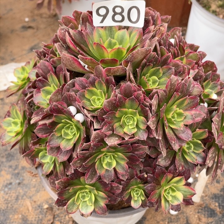 980多肉植物安娜