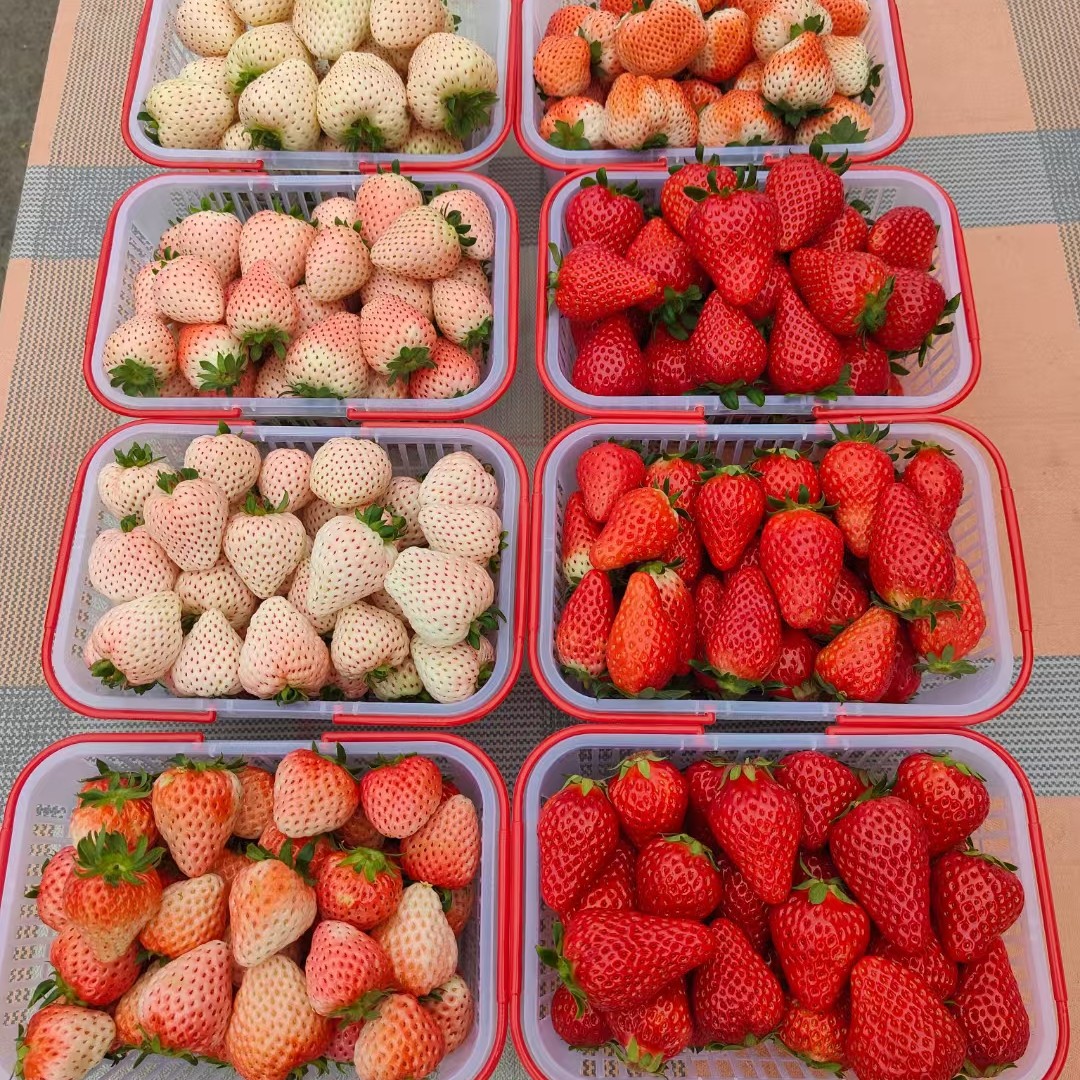 随珠奶油草莓500g