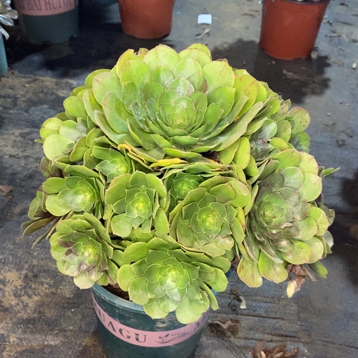 花月夜多肉植物24。 