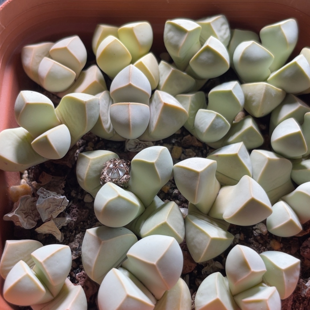今晚大盆特价更新～7