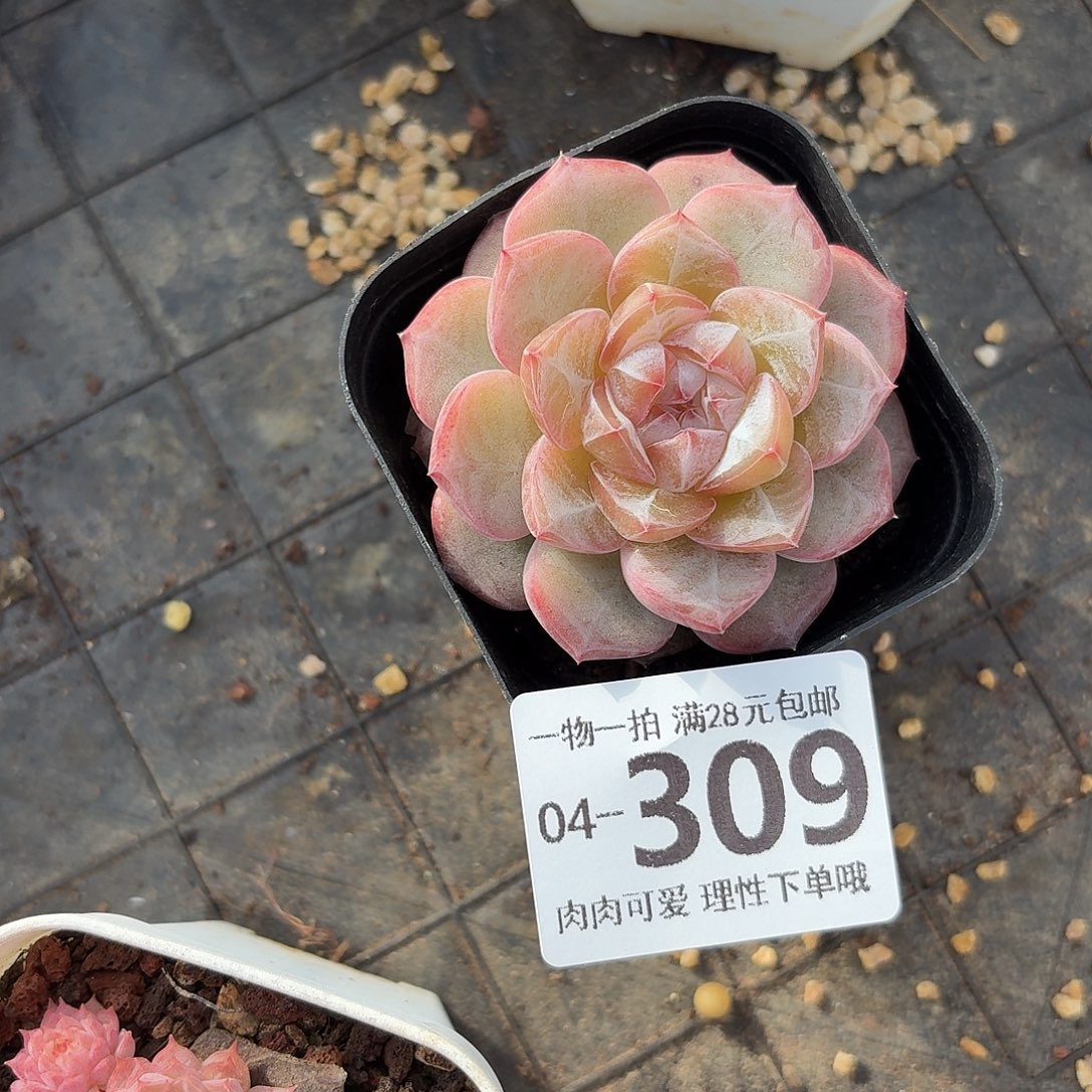 柠檬珍妮无盆土发货无