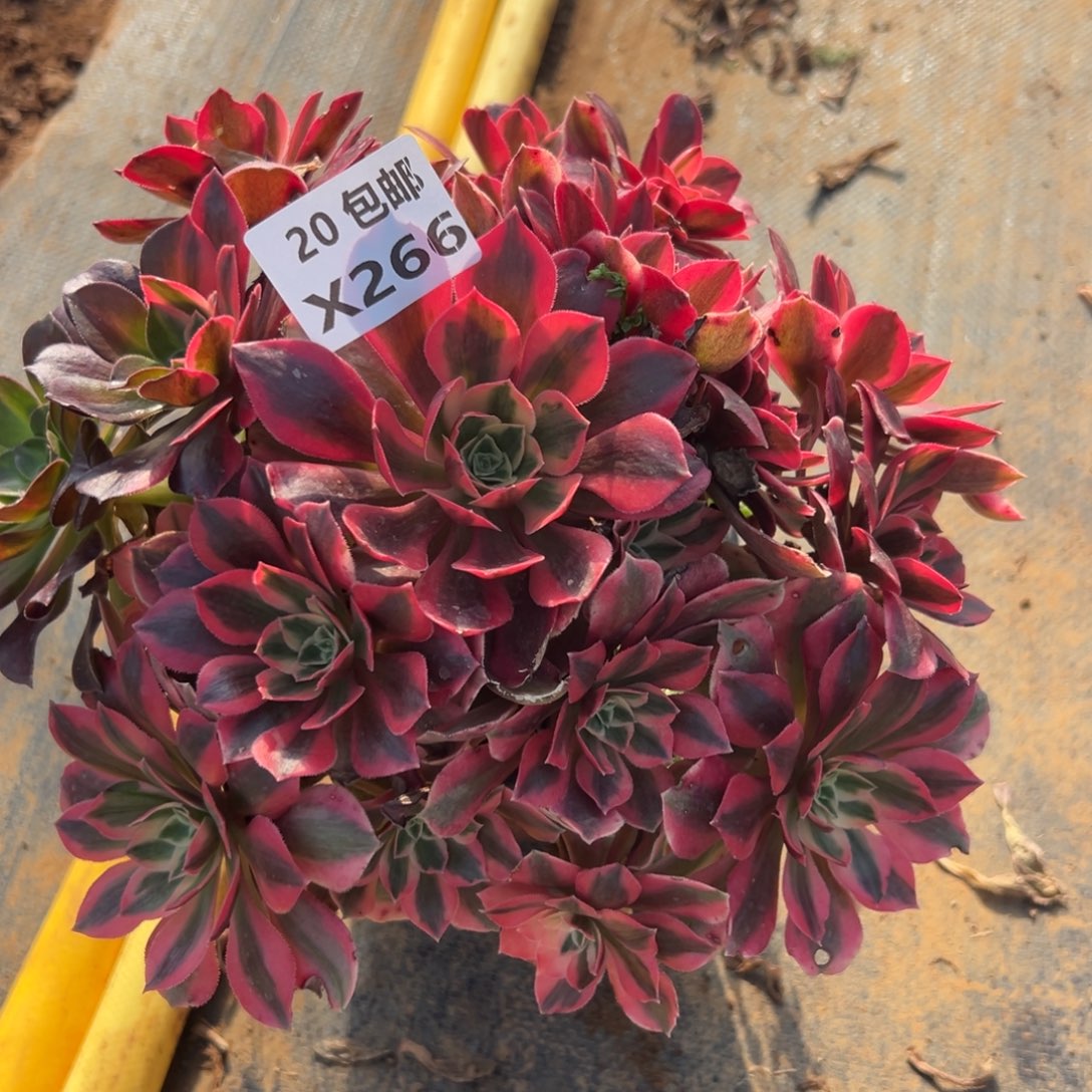 266女妖，满20包邮