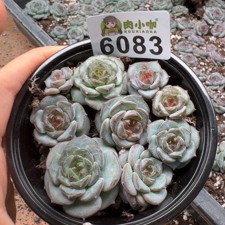 多肉植物多肉植物