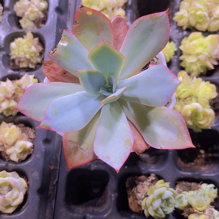 小***肉精品蓝光带盆土发