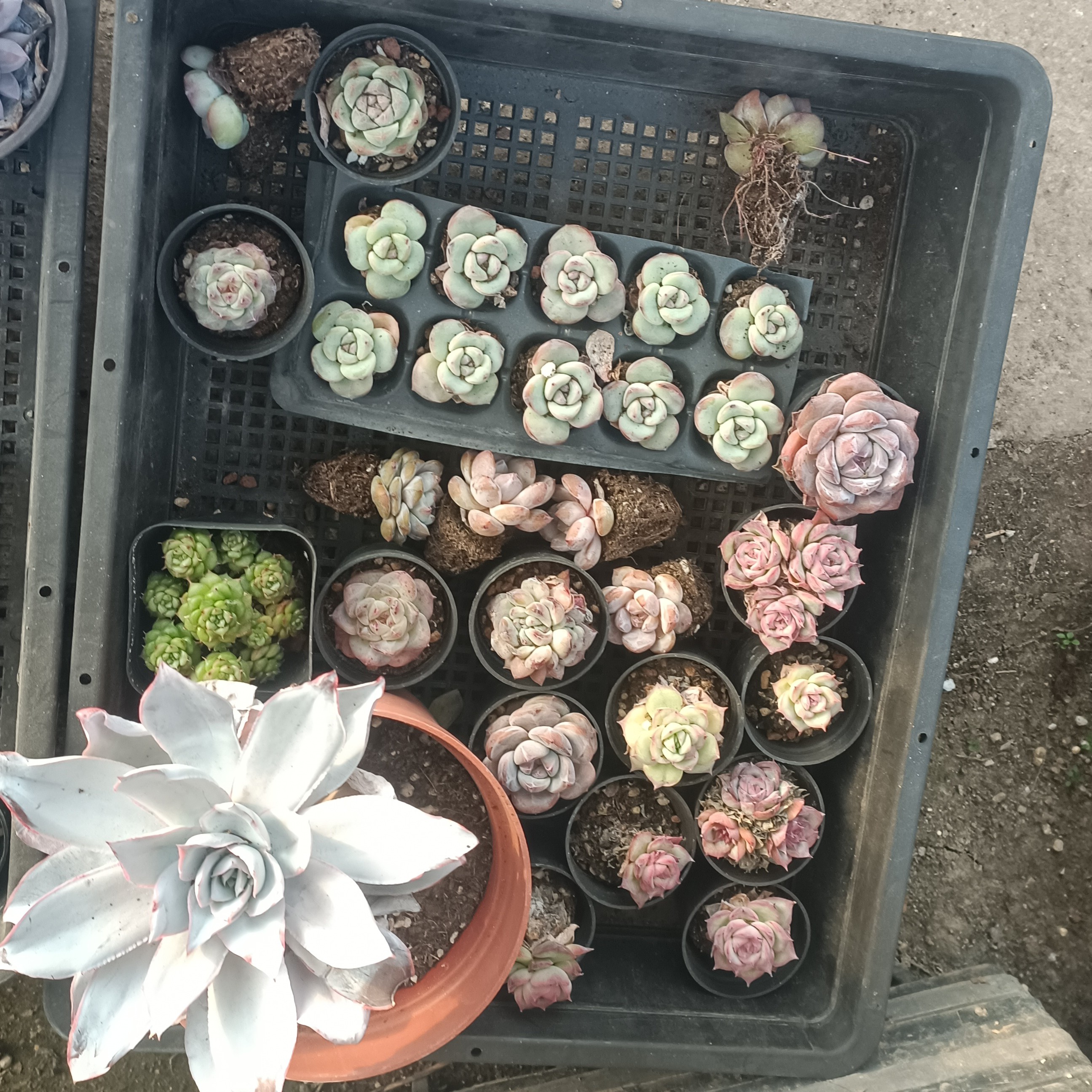 广寒宫大杂会多肉植物