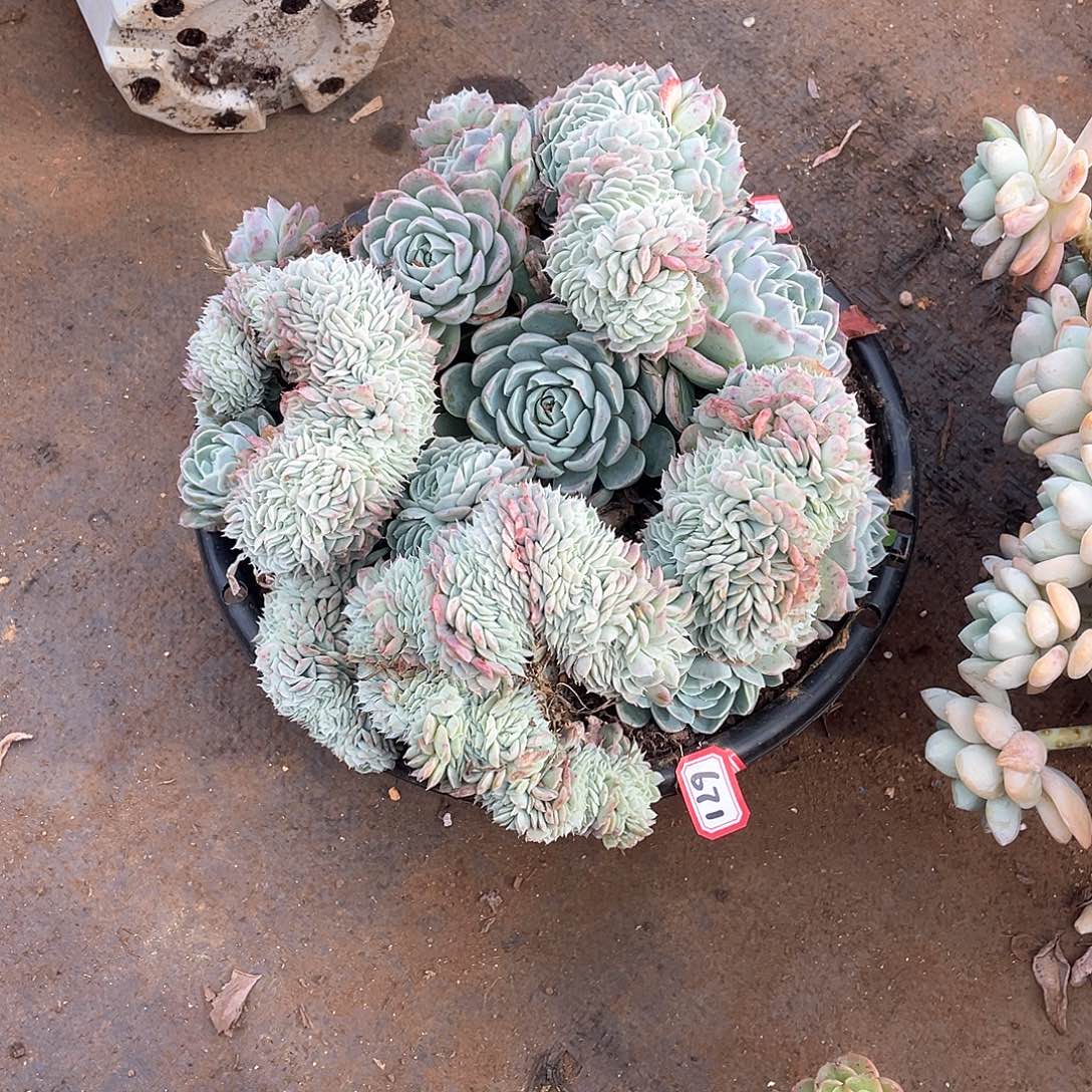 671香妃月影 一物一拍多肉