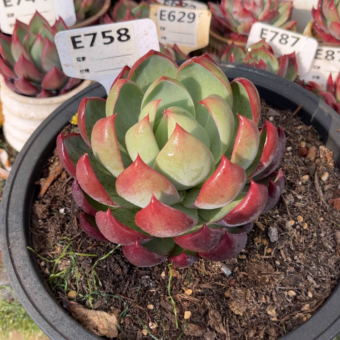 惊鸿一瞥758号多肉