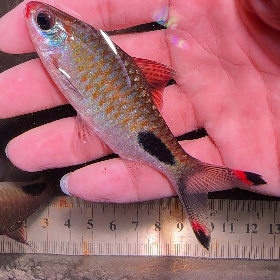 灯科鱼红线野181818