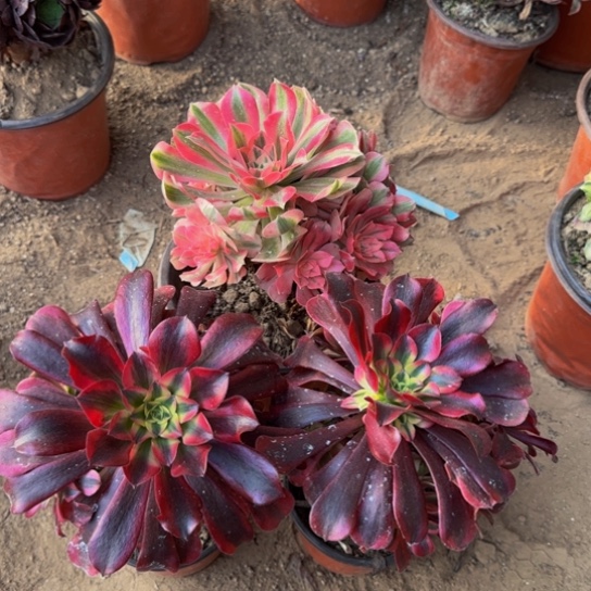 粉女巫10号棚➕2棵美杜莎3号棚