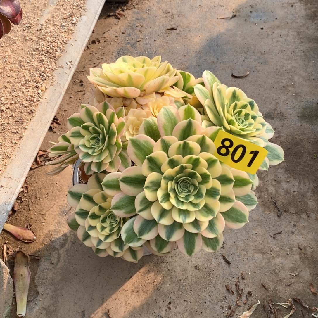 迈巴赫多肉法师801