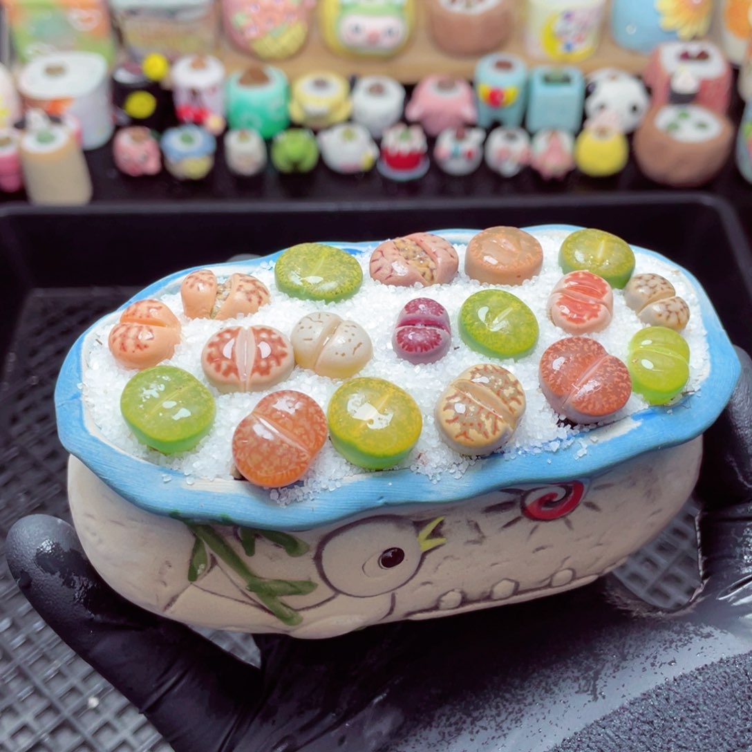 w5741--带盆土发货，零下地区拍保温箱