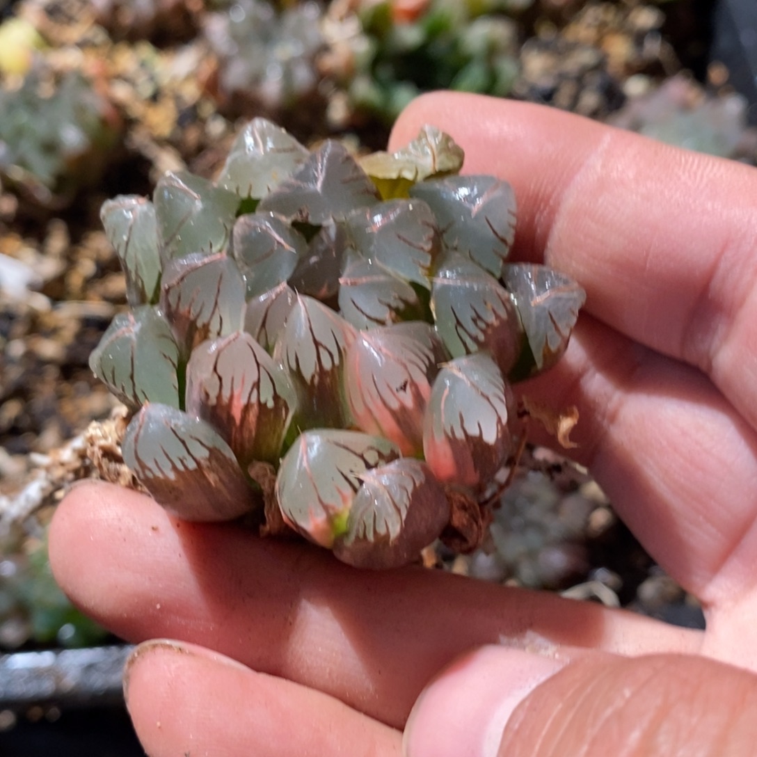 浪***子2877 一颗福利。   