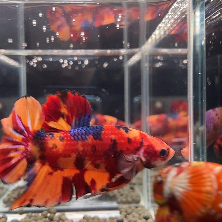 斗鱼黑346号巨斗将军