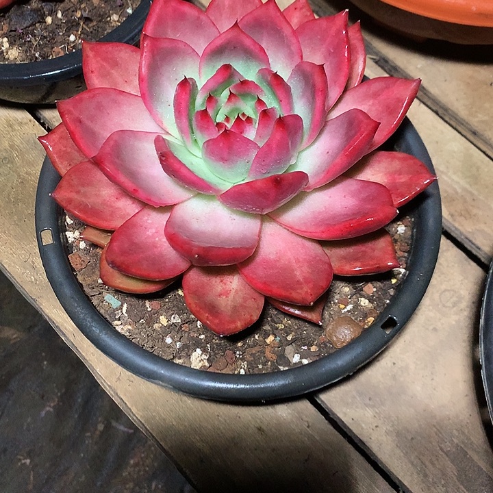 拥***এ每周特价活动开始了