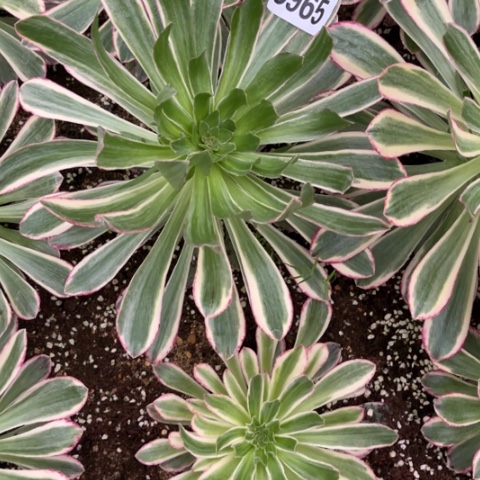 965V锦锦不包断枝