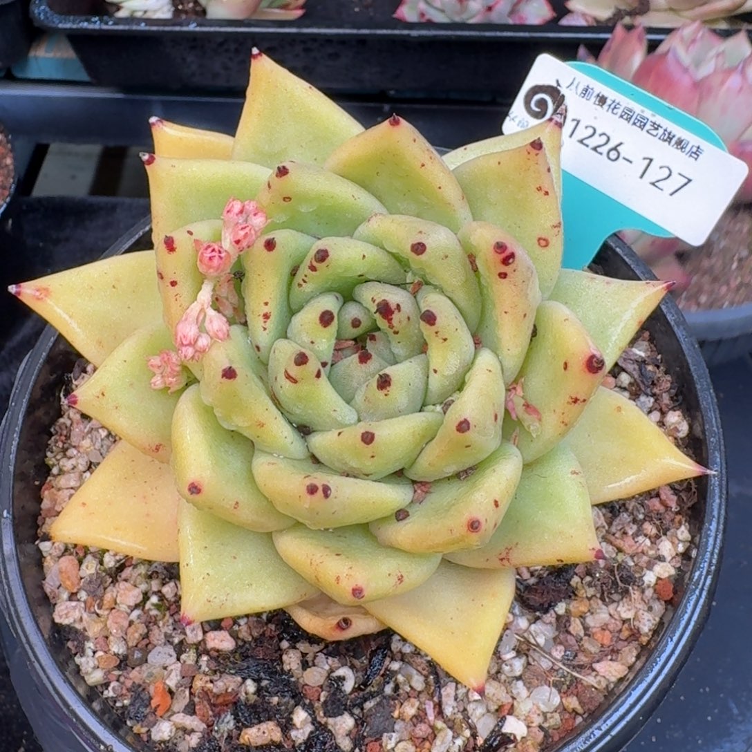 从前慢多肉精选编号1226.127