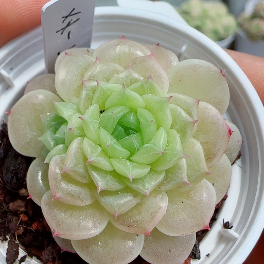 【闪购商品】0414-106（xx-53）