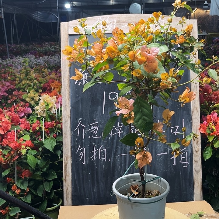 完全开放金发女郎