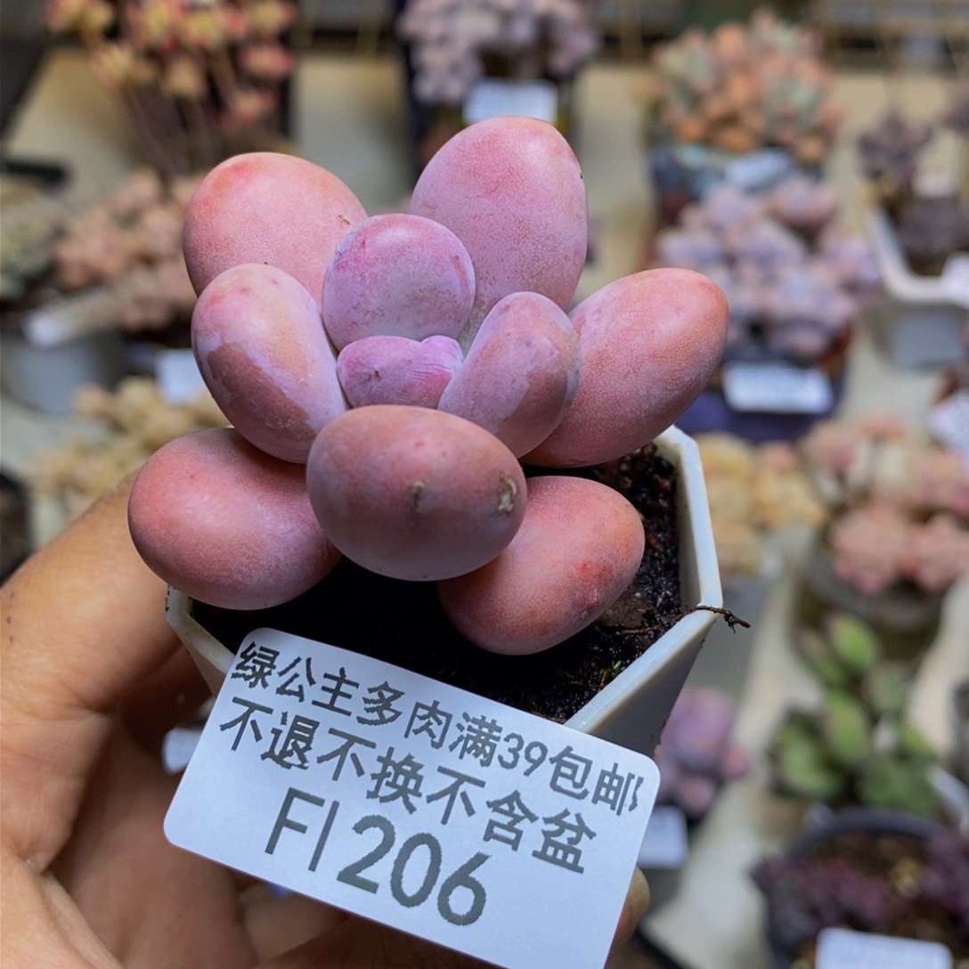 206橙雪球多肉4c m