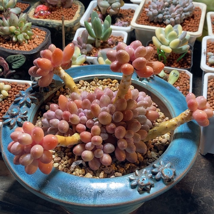 超美汤圆多肉植物