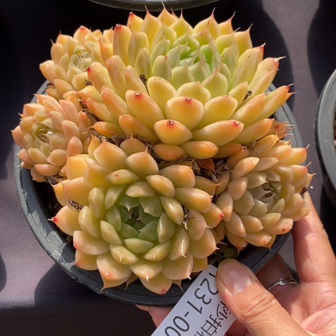 两单包邮1231-7不知名