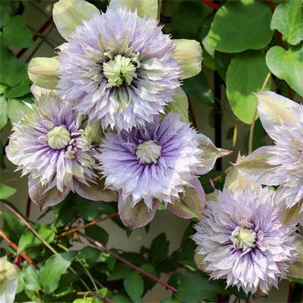 【水面妖精】铁线莲花苗耐寒盆栽阳台爬藤垂吊花卉植物