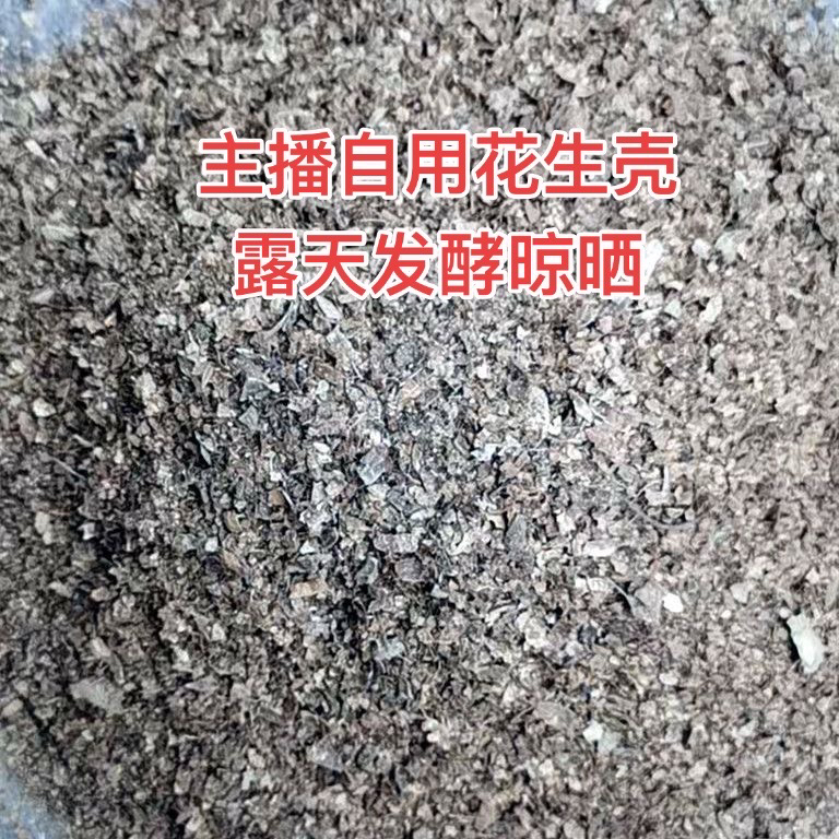 主播兰场自用花生壳
