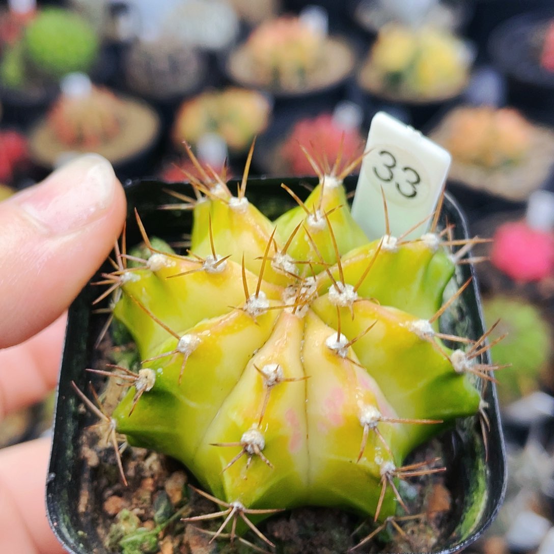 非偏远地区满25裸根发货仙人球