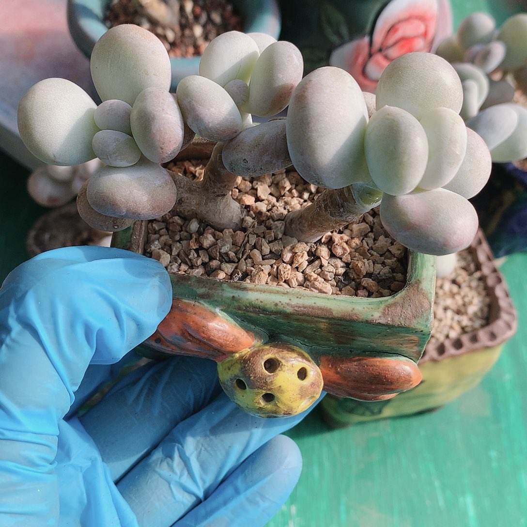 油煎丸子一物一拍