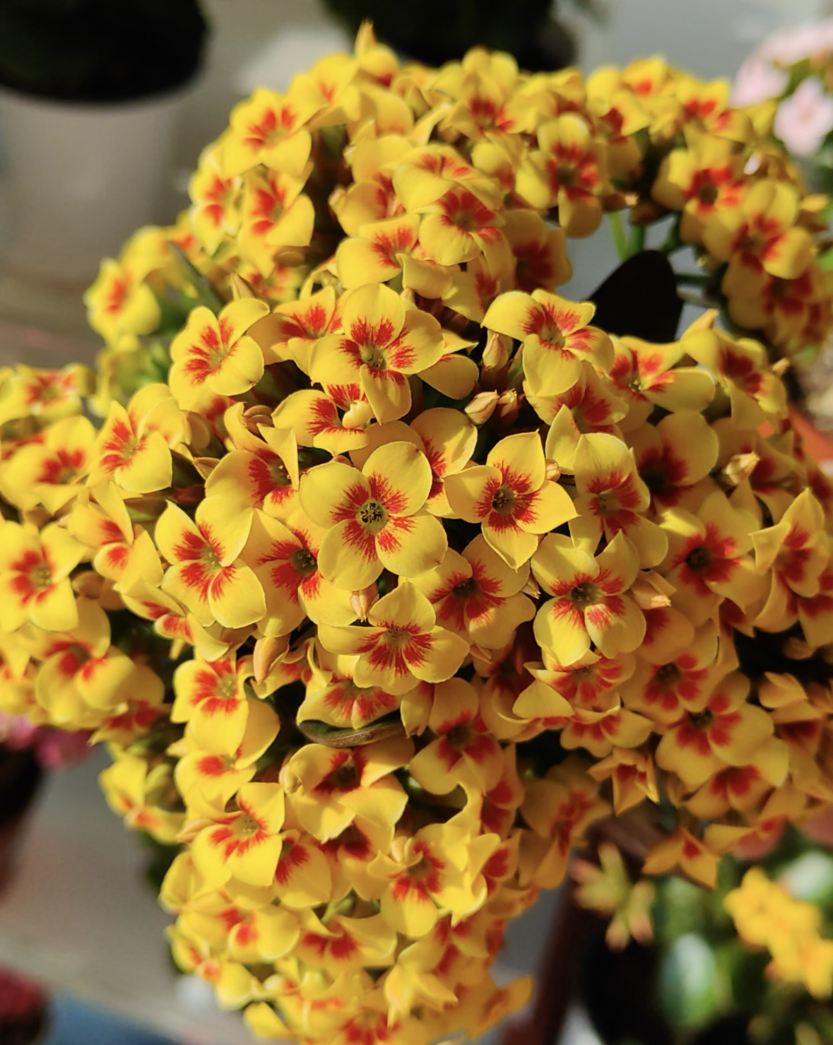 【雷米】A级120杯（两单起发）