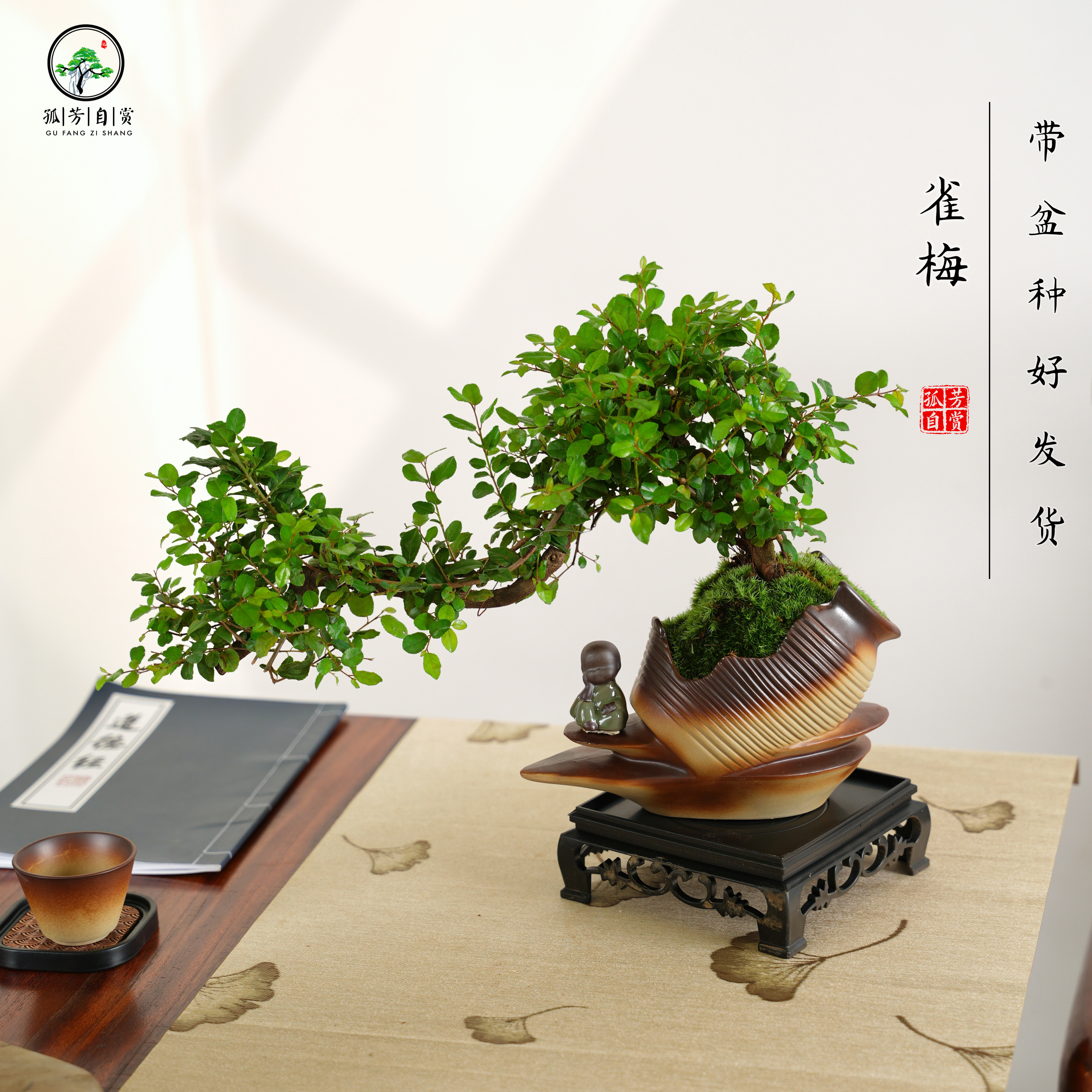 飘枝雀梅造型树花卉绿植盆栽客厅室内悬崖盆景高档绿植组合禅意