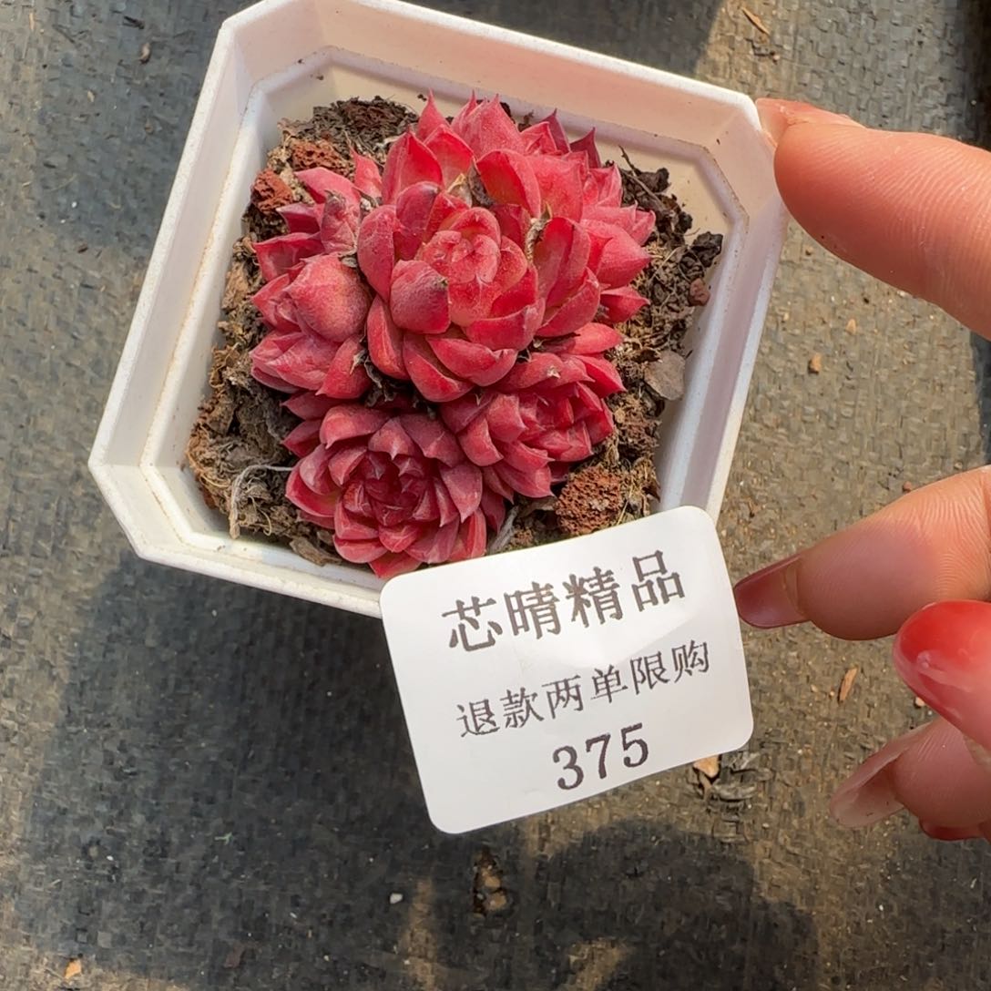 闪购精品多肉375号