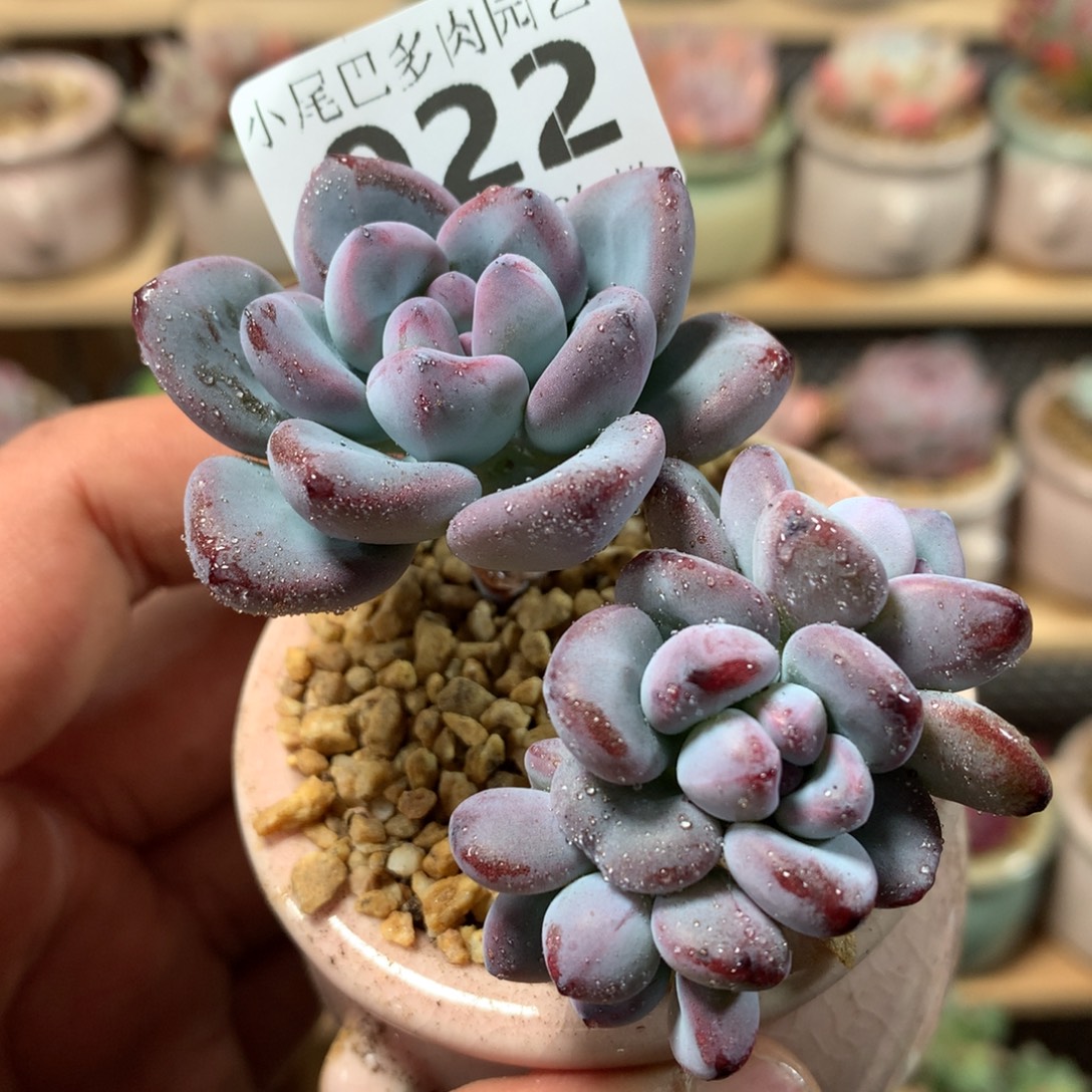 小尾巴多肉园艺5CM迷你拇指盆栽B022