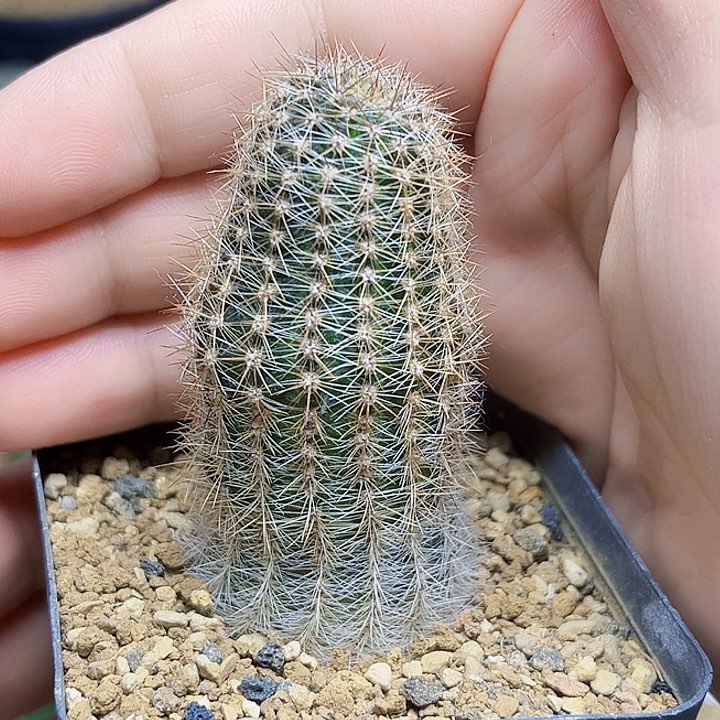 丽光虾实生球6公分
