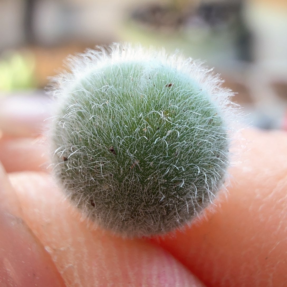 2.2.75/S毛球/多肉植物