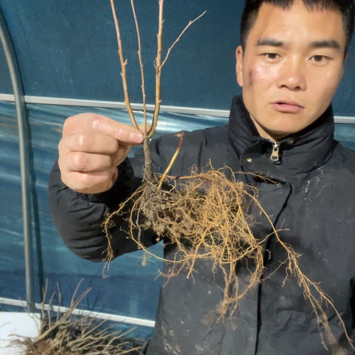 黑潮海棠花一颗苗