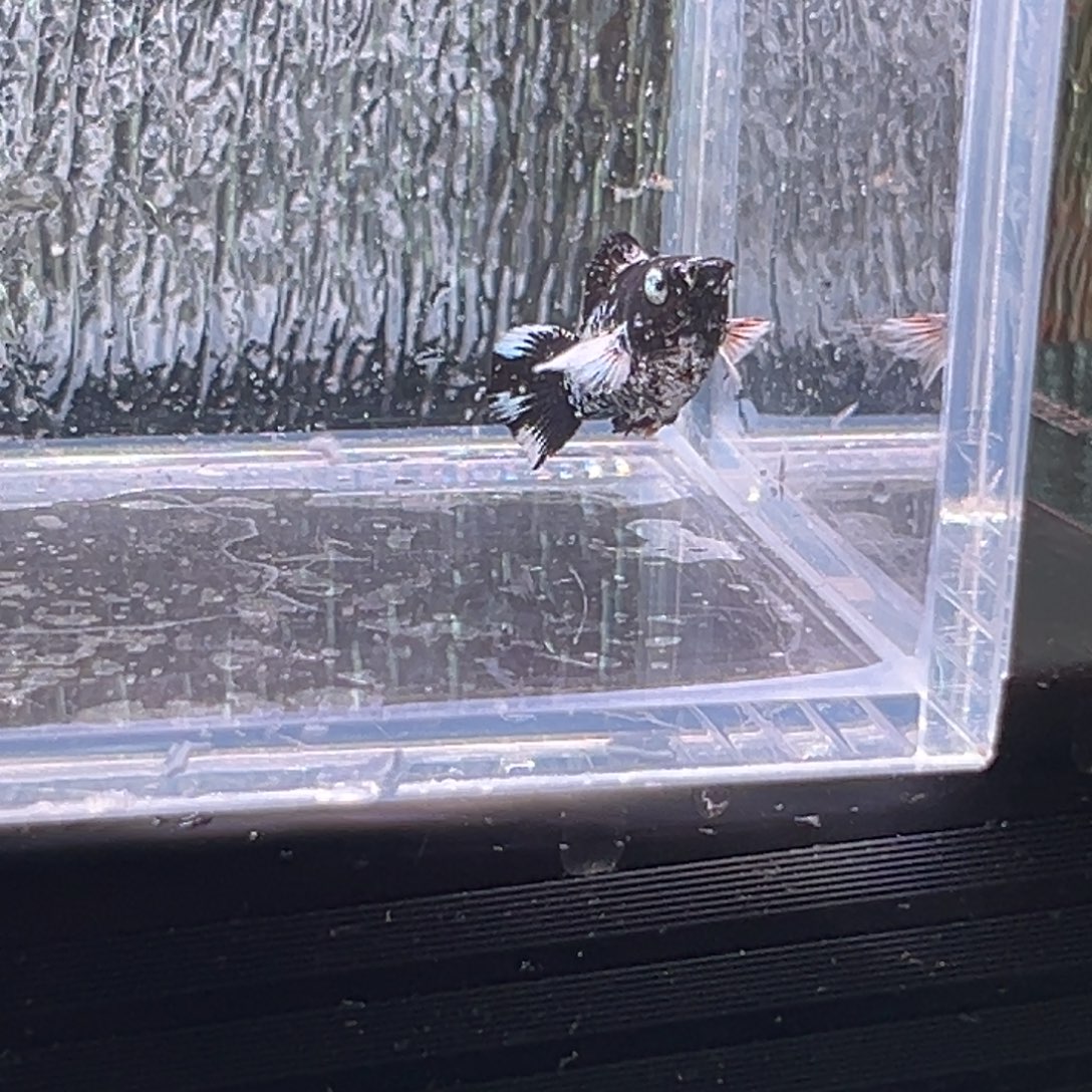 孔雀鱼玛丽鱼一条