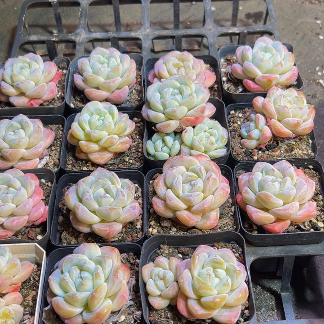 花***号933多肉葡萄的味道是