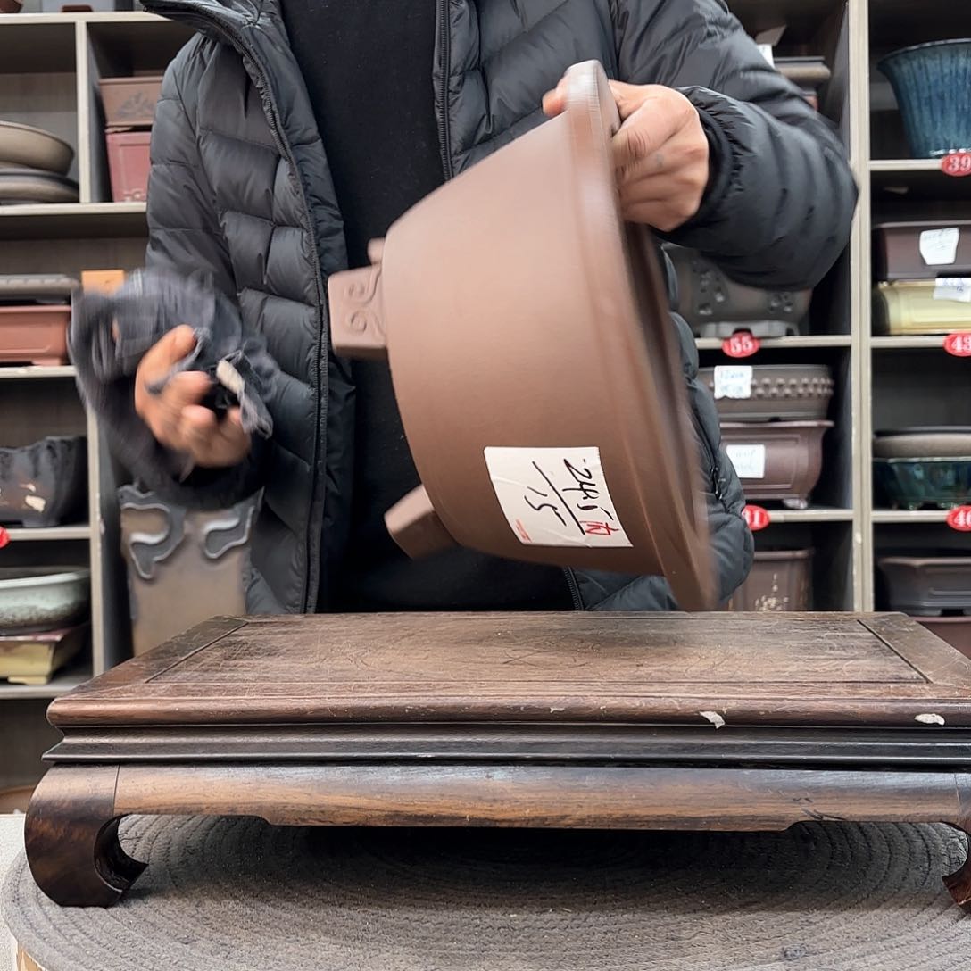 紫砂花盆紫砂的花也太