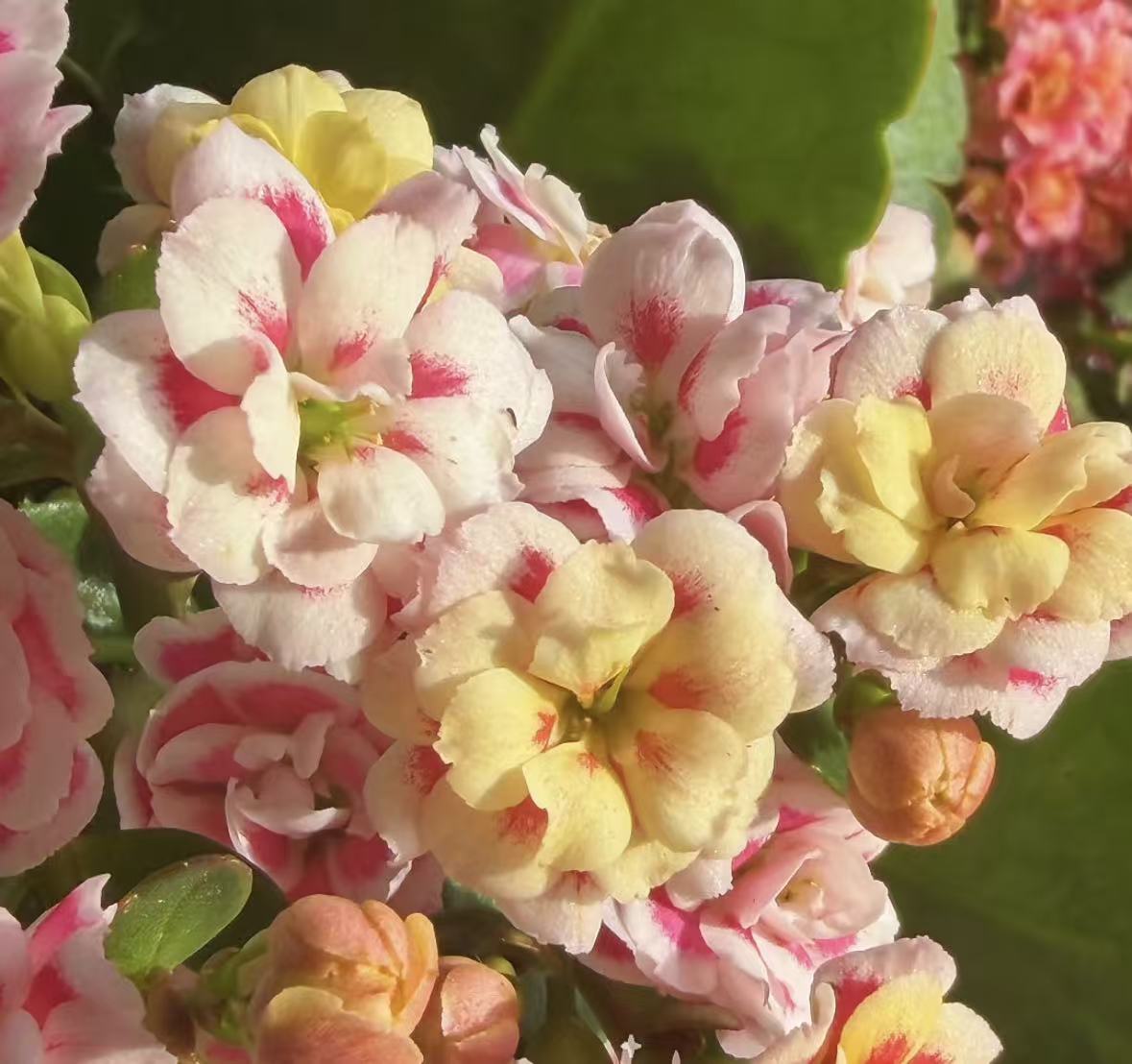 【传奇猫眼】110盆明星猫眼长寿花
