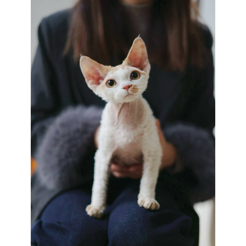 【小贴贴】媒婆痣红虎斑加白开脸德文卷毛猫