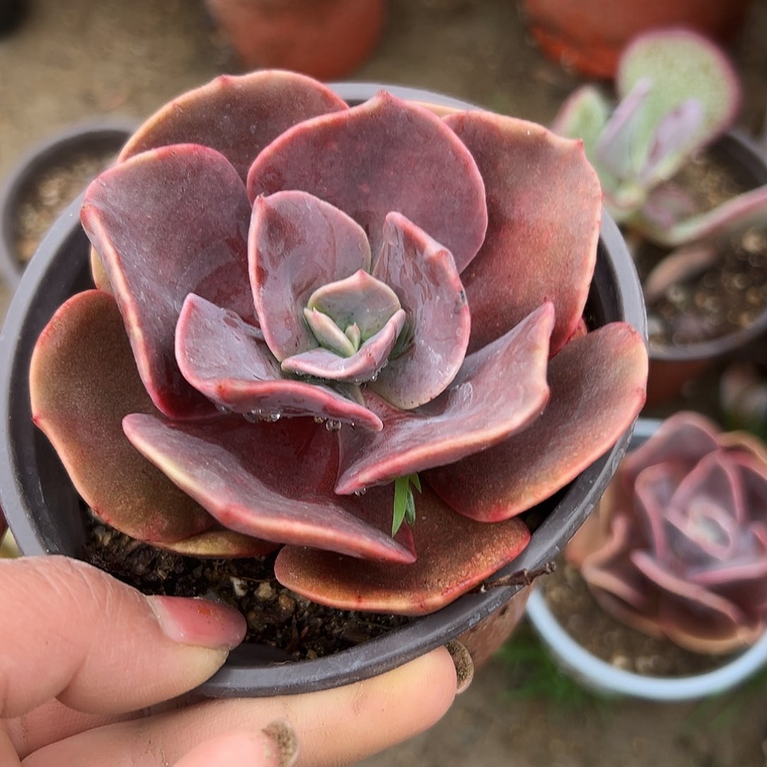 多肉植物厚叶玫瑰