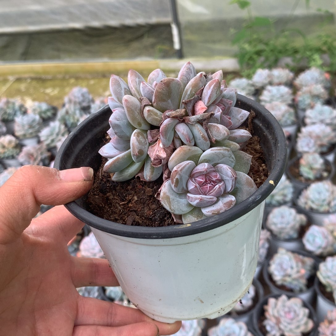 无花朵哈哈哈哈哈哈哈哈哈18