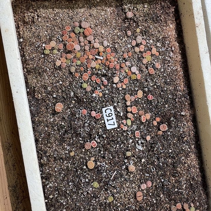 917生石花整框脱土发货不售后