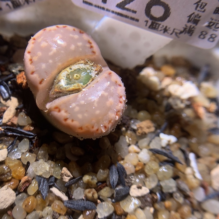 精品生石花115.426