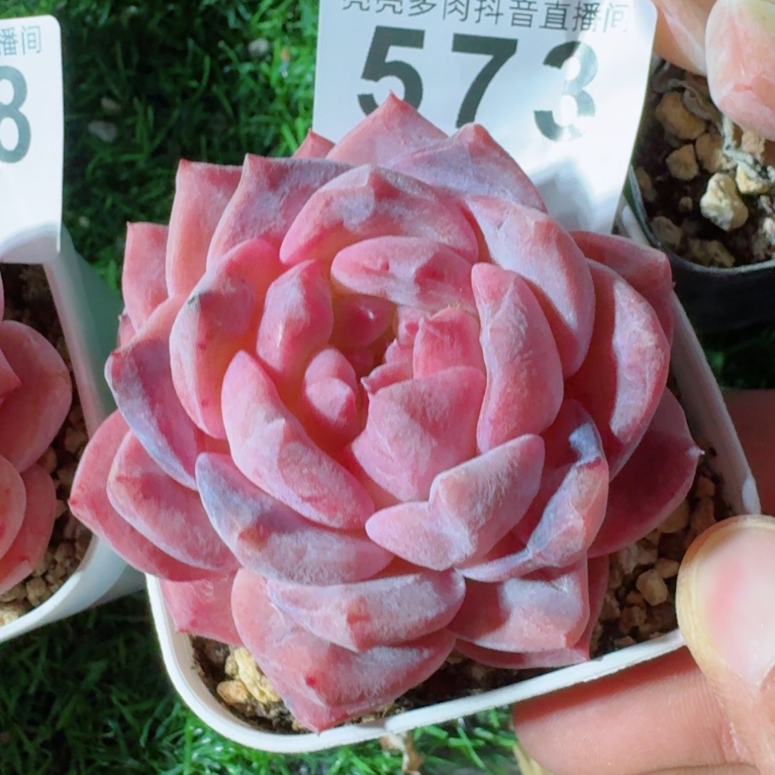 石化         精品多肉